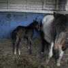 Newborn colt (10)