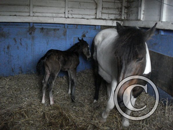 Newborn colt (10)