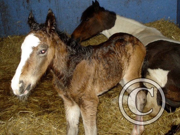 Newborn colt (11)