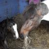 Newborn colt (2)