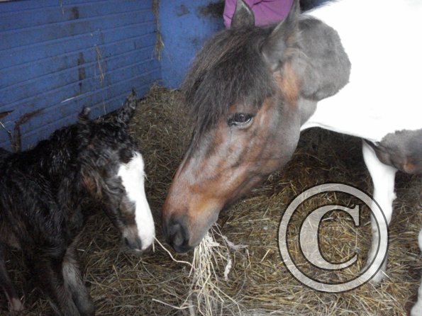 Newborn colt (2)
