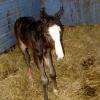 Tilly's colt