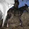 Newborn colt (5)