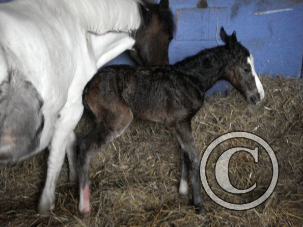 Newborn colt (5)