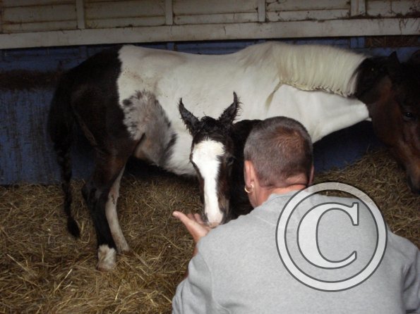 Newborn colt (6)
