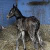 Newborn colt (7)