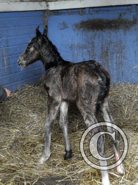 Newborn colt (7)