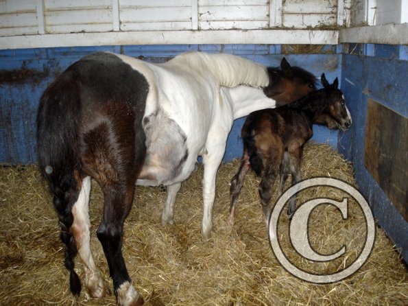Newborn colt (8)