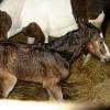 Newborn colt (9)