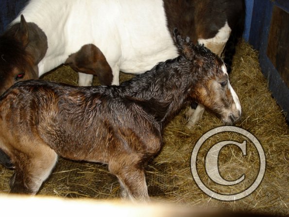 Newborn colt (9)