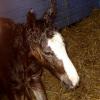 Newborn colt