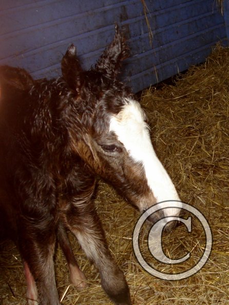 Newborn colt
