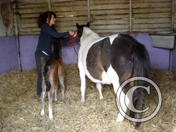 Nikita bringing in (2)