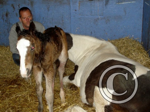 Russ watching over Tilly