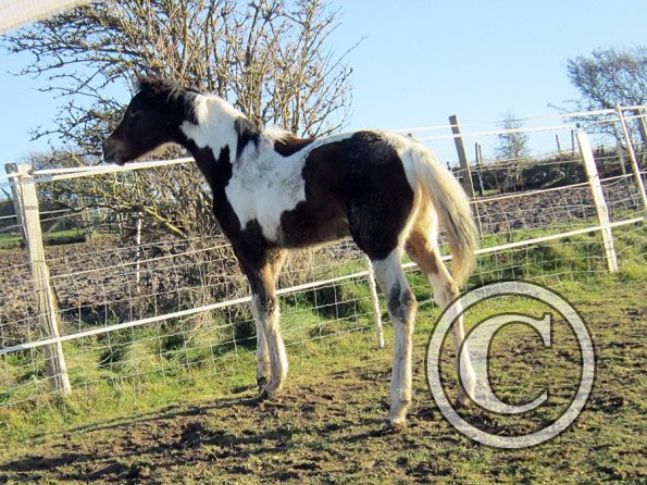 Ghost and Teddy weaning (10)