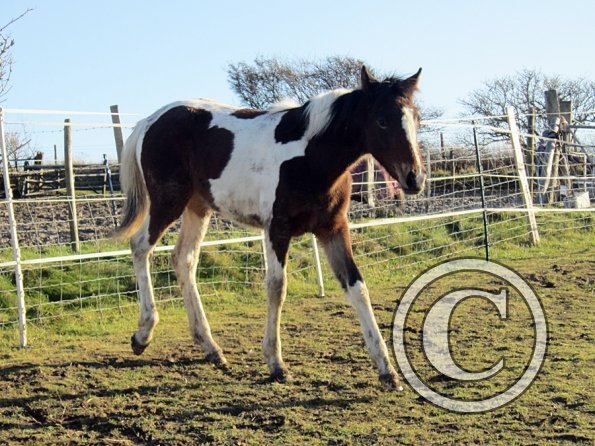 Ghost and Teddy weaning (11)