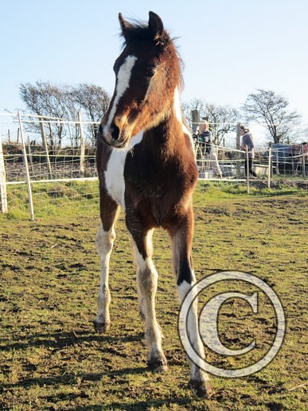 Ghost and Teddy weaning (12)