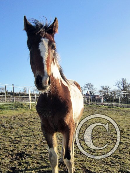 Ghost and Teddy weaning (13)