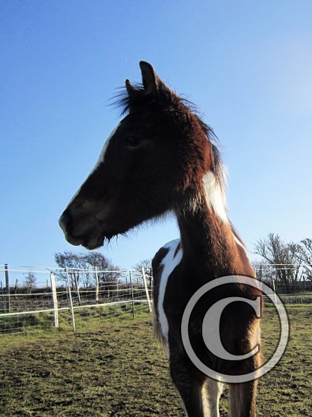 Ghost and Teddy weaning (14)