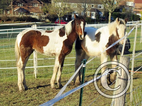 Ghost and Teddy weaning (16)