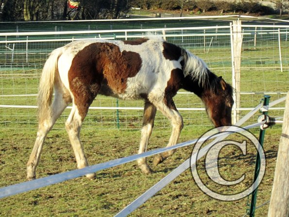Ghost and Teddy weaning (17)