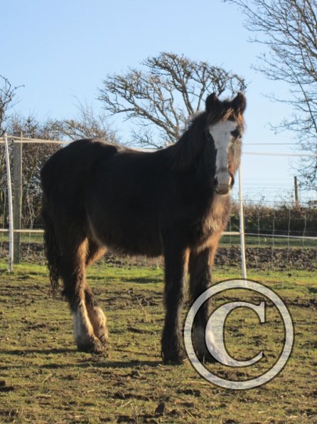 Ghost and Teddy weaning (2)