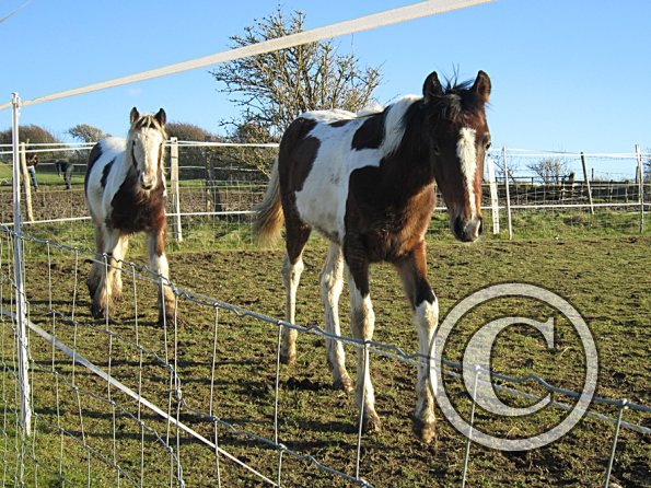 Ghost and Teddy weaning (3)