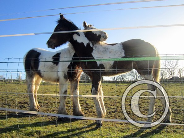Ghost and Teddy weaning (5)