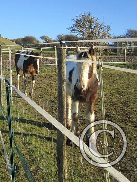 Ghost and Teddy weaning (6)