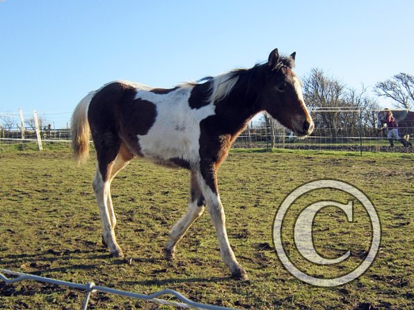 Ghost and Teddy weaning (7)