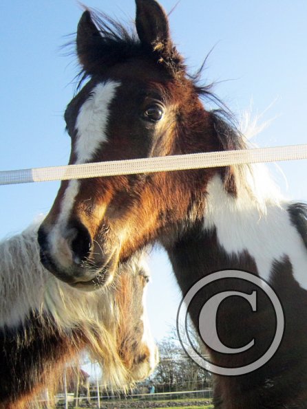 Ghost and Teddy weaning (8)