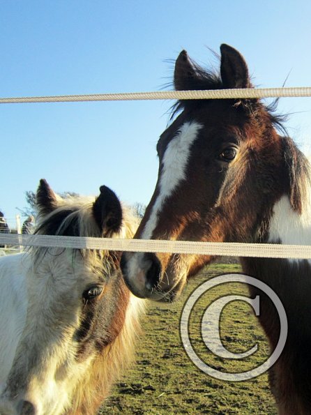 Ghost and Teddy weaning (9)