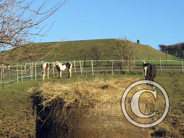 Ghost and Teddy weaning