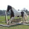 Canter poles (3)