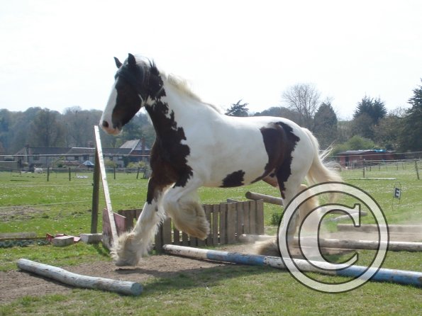 Canter poles (3)