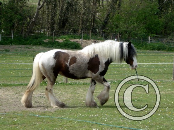 Happy muddy mare (2)