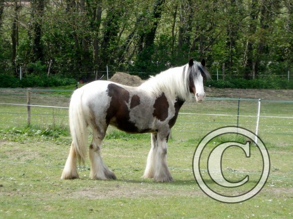 Happy muddy mare (3)