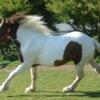 Blurry canter