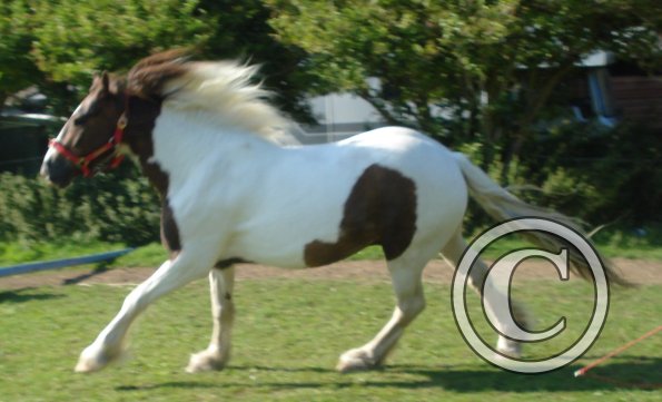 Blurry canter