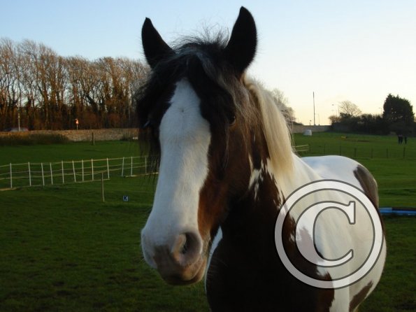 Lucy's beautiful face