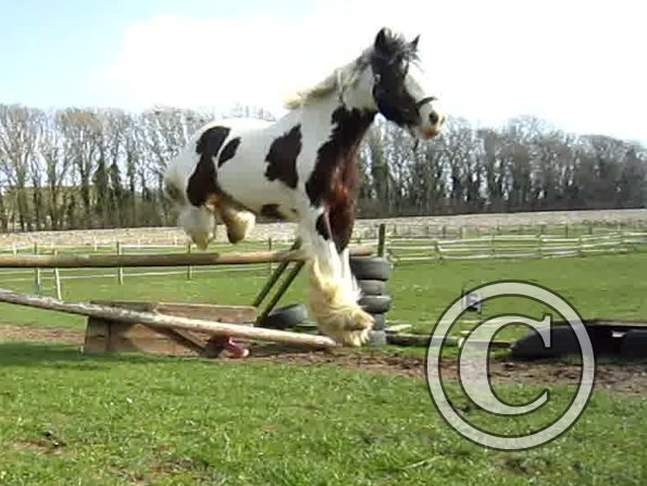 Lucy jumping (10)