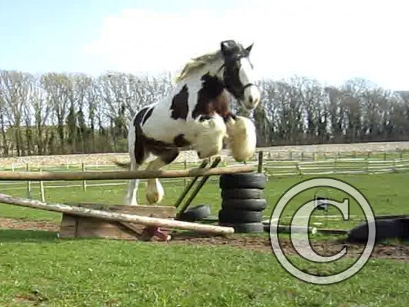 Lucy jumping (11)