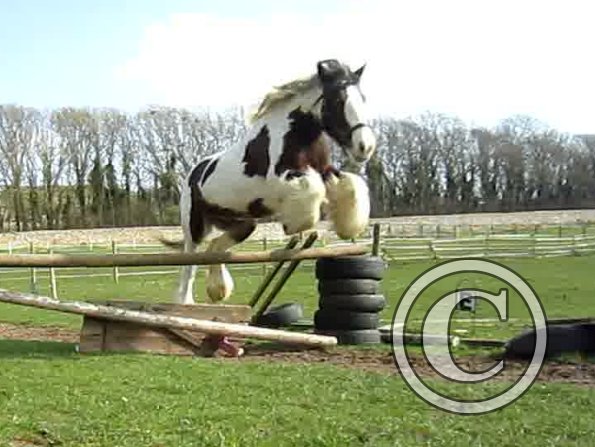 Lucy jumping (13)