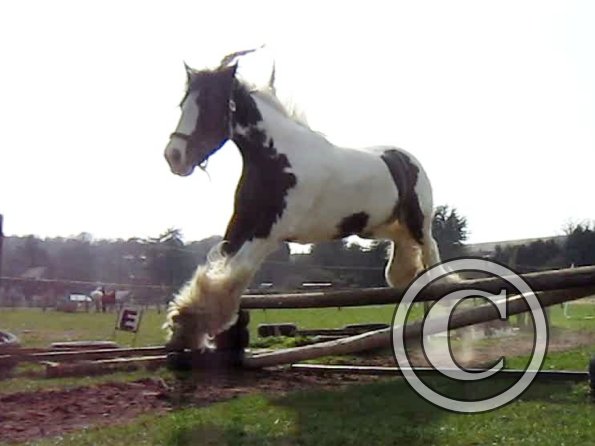 Lucy jumping (2)
