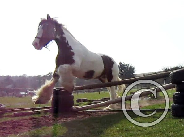 Lucy jumping (3)