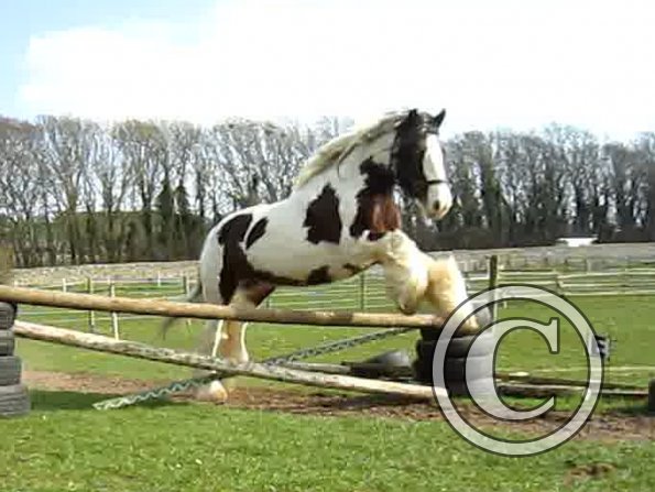 Lucy jumping (4)