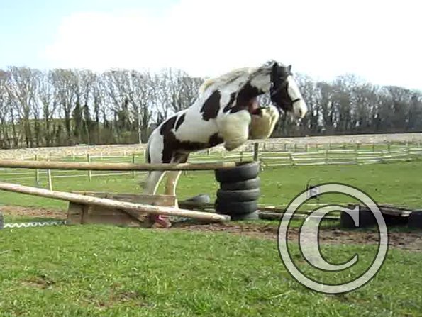 Lucy jumping (6)