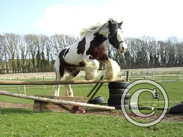 Lucy jumping (8)