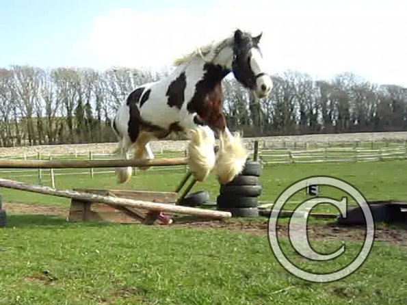 Lucy jumping (9)