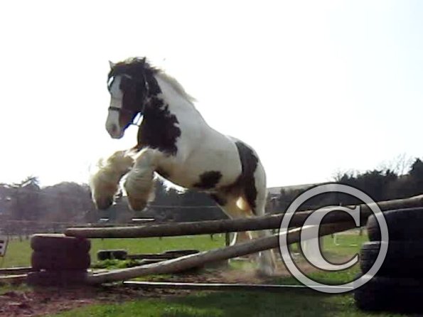 Lucy jumping